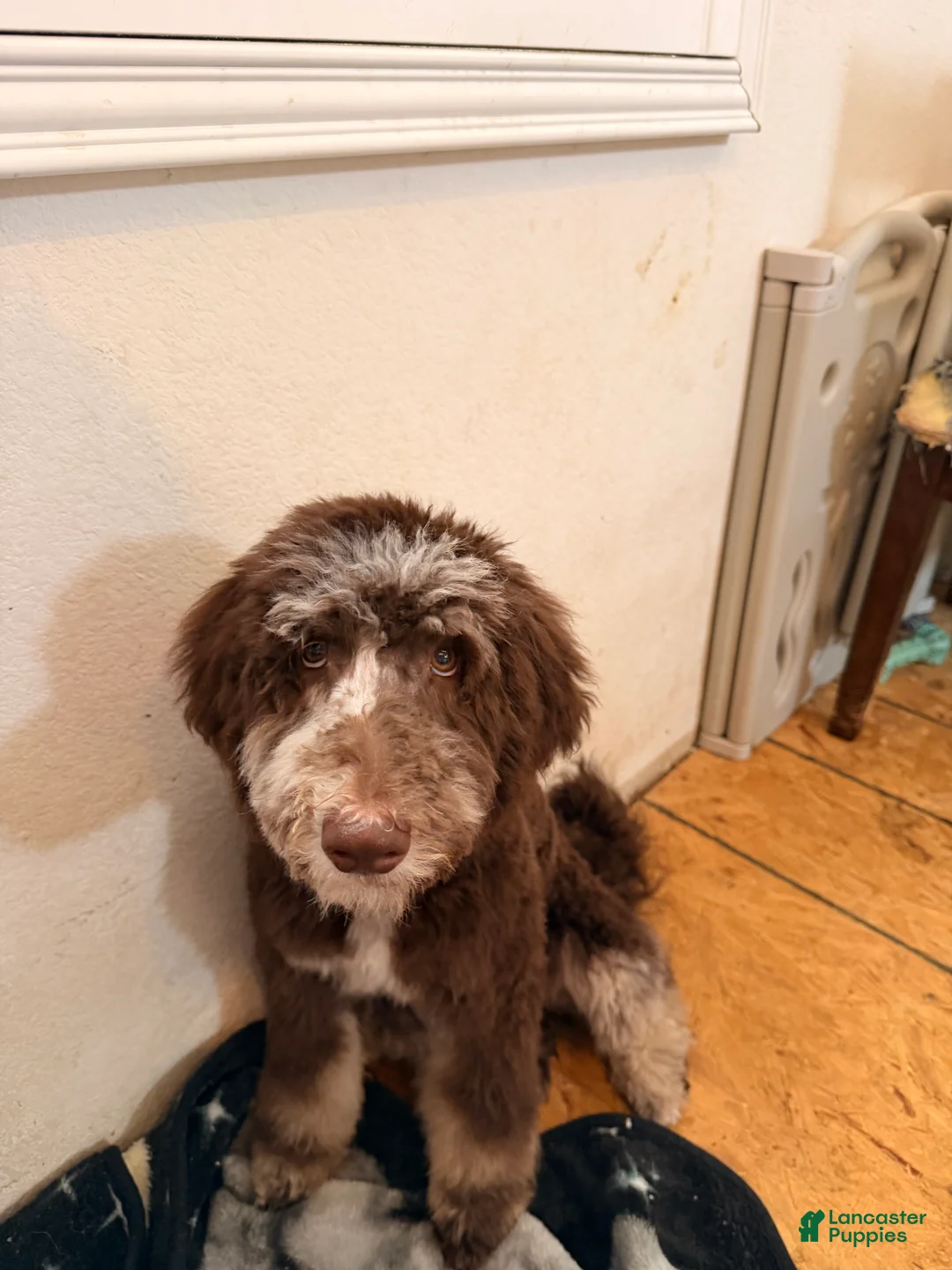 Bernedoodle dogs for sale: Athena - Ad 2
