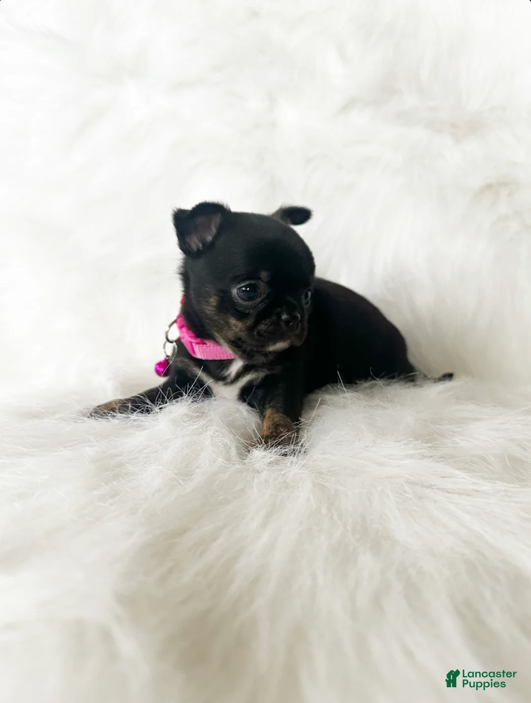 Chihuahua dogs for sale: Cherry - Ad 5