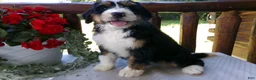 Mini Bernedoodle dogs for sale: Bella - Ad 3