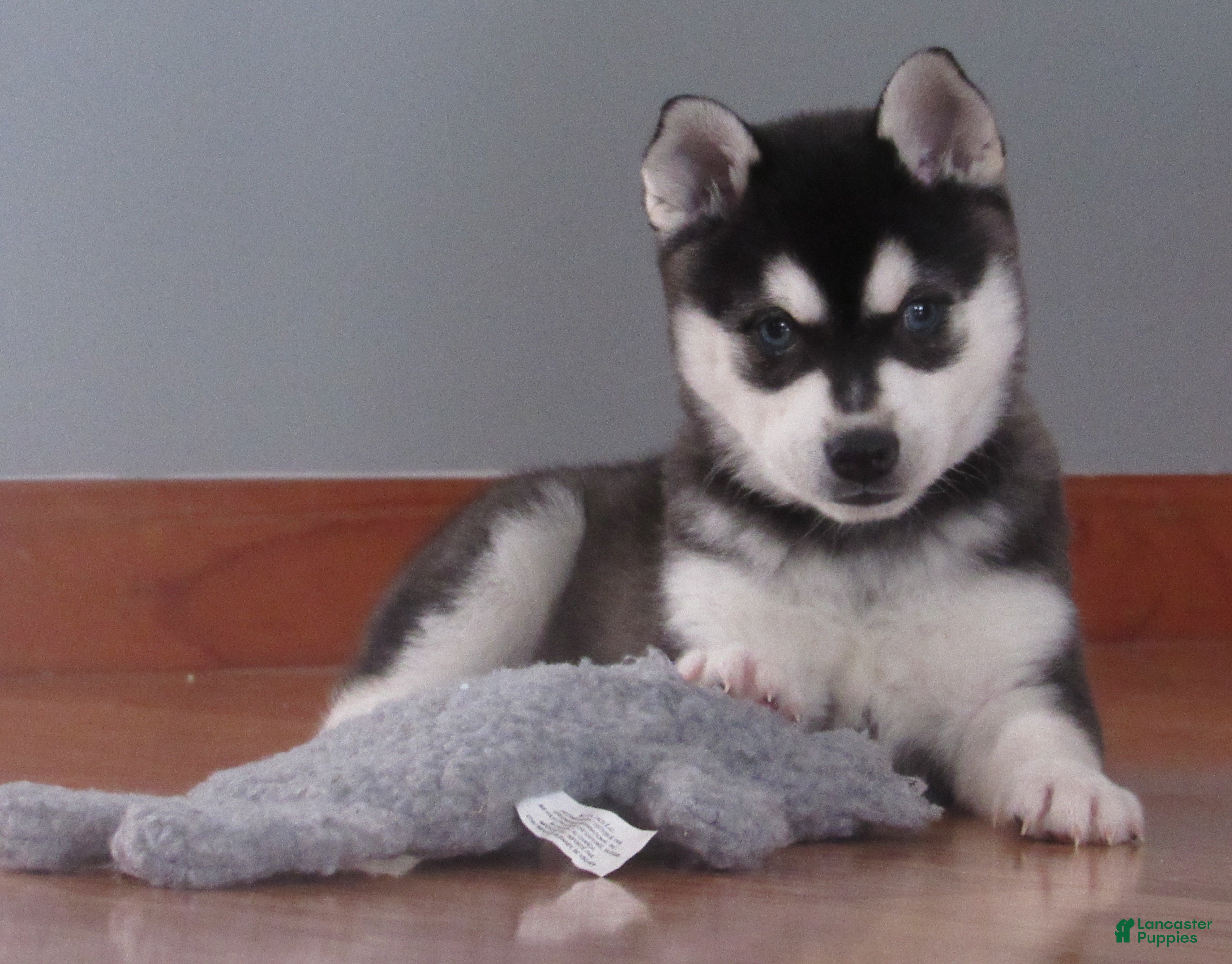 Alaskan Klee Kai dogs Blackie - Ad 15