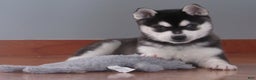 Alaskan Klee Kai dogs for sale: Blackie - Ad 1
