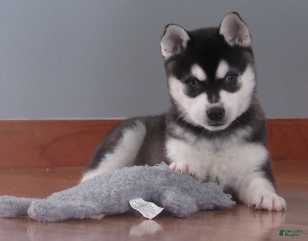Alaskan Klee Kai dogs for sale: Blackie - Ad 1