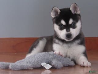 Alaskan Klee Kai dogs Blackie - Ad 2