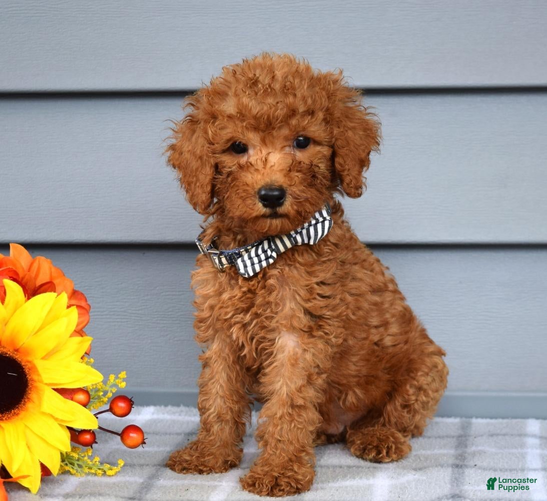 Goldendoodle dogs Ollie  - Ad 2