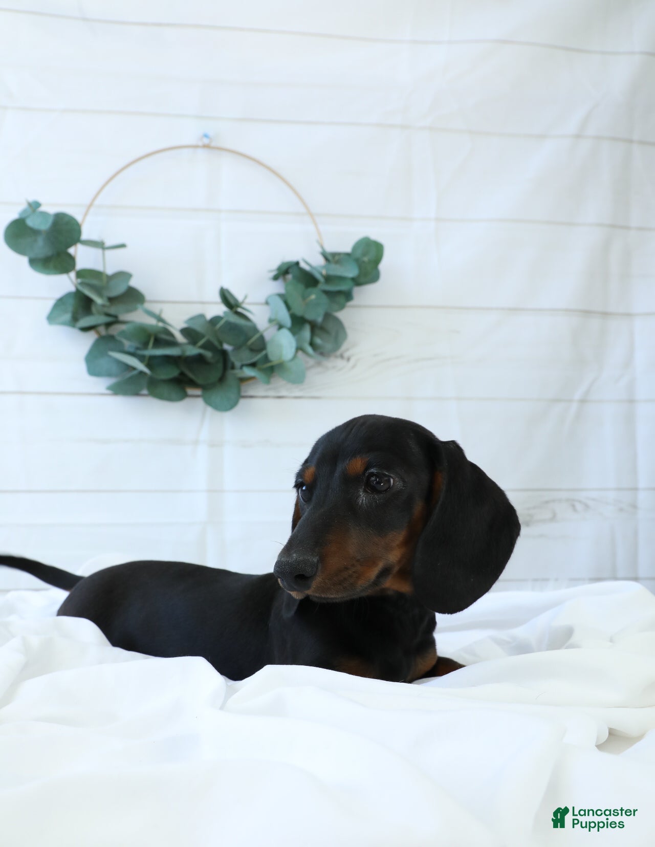 Miniature Dachshund dogs Bennett - Ad 2