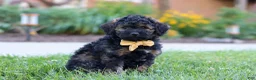 Bernedoodle dogs for sale: Sammy - Ad 6