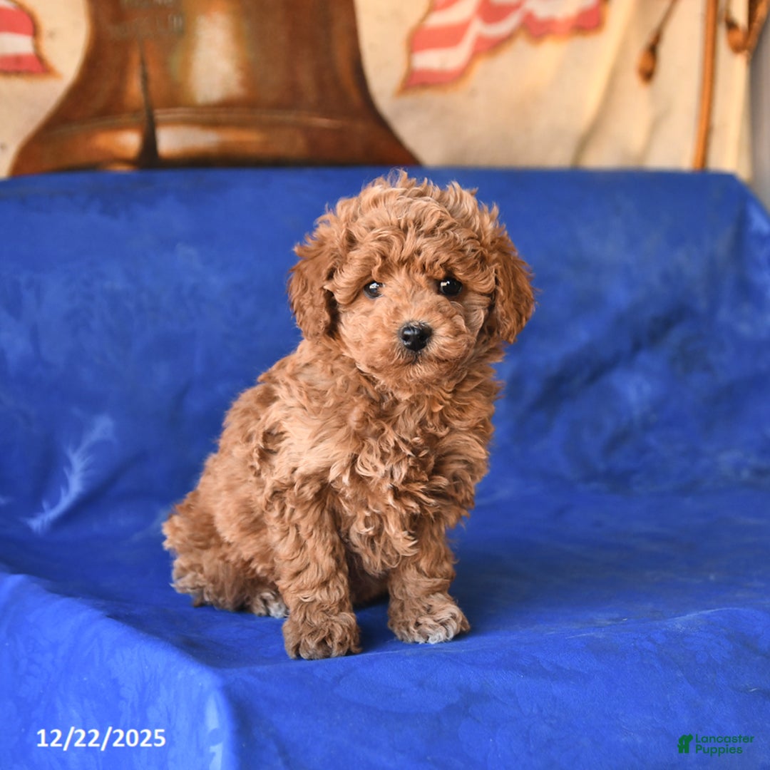 Bichpoo dogs for sale: Tucker - Ad 2