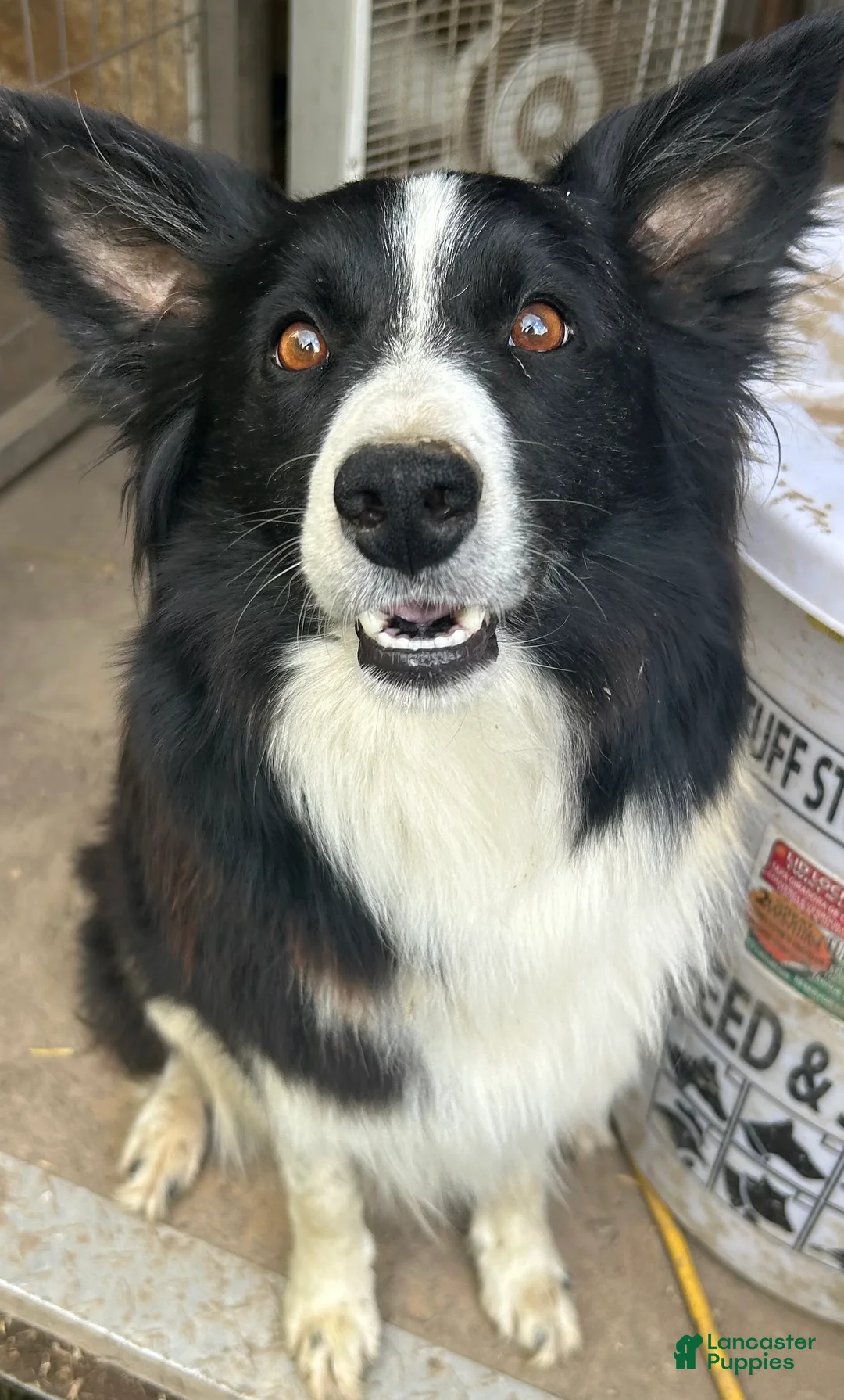Border Collie dogs for sale: Border Collie 1 - Ad 2
