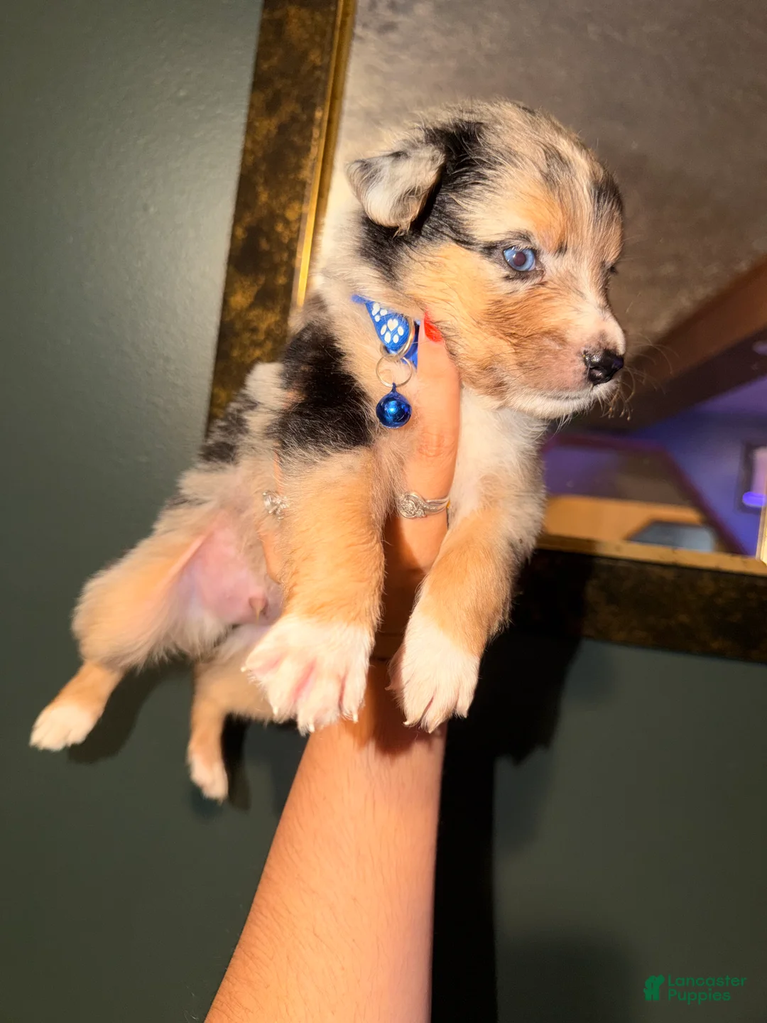 Australian Shepherd dogs for sale: Dark Blue  - Ad 2
