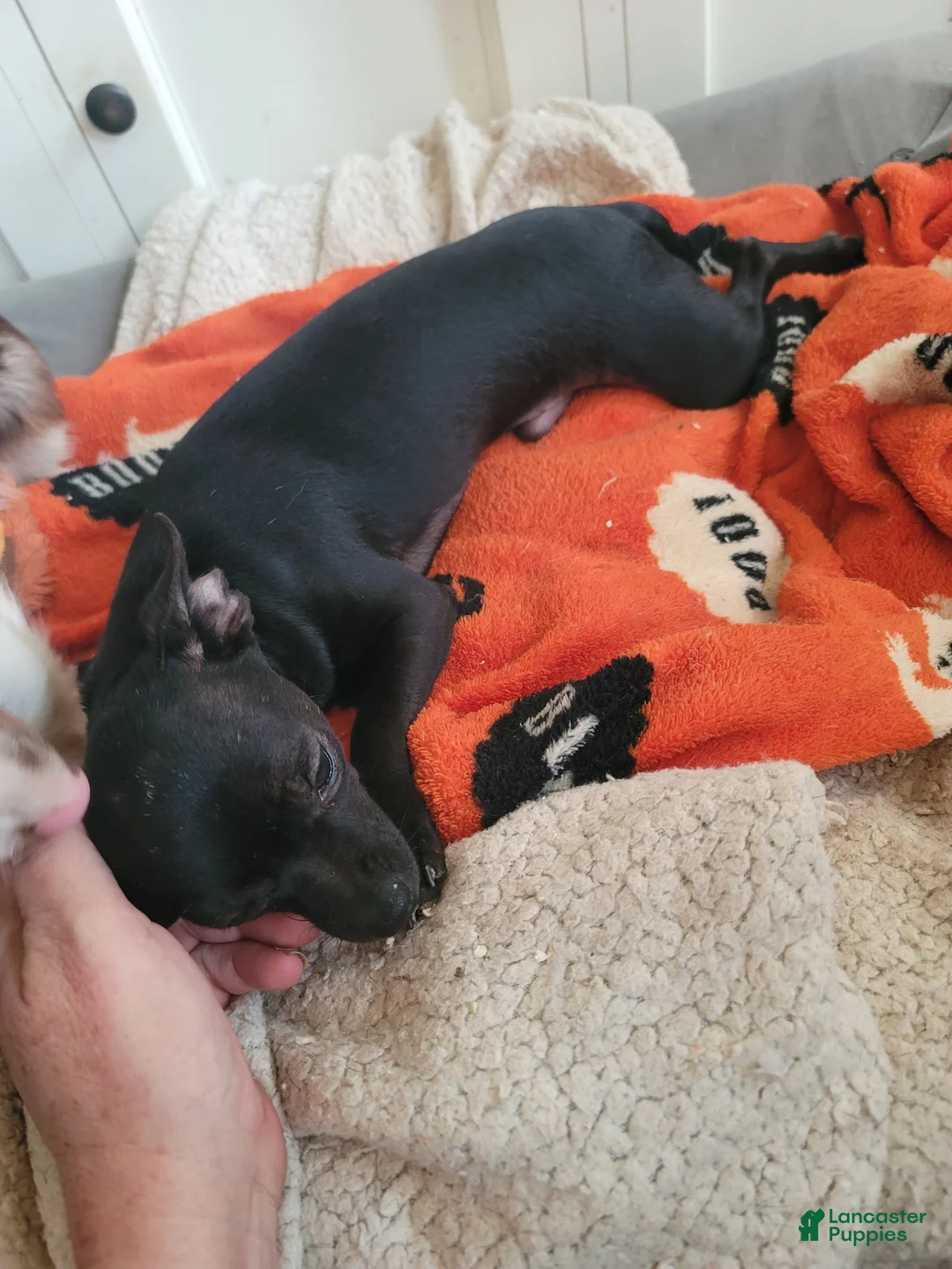 Chihuahua dogs for sale: Chihuahua Puppy 1 - Ad 1