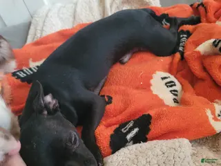 Chihuahua dogs Chihuahua Puppy 1 - Ad 39