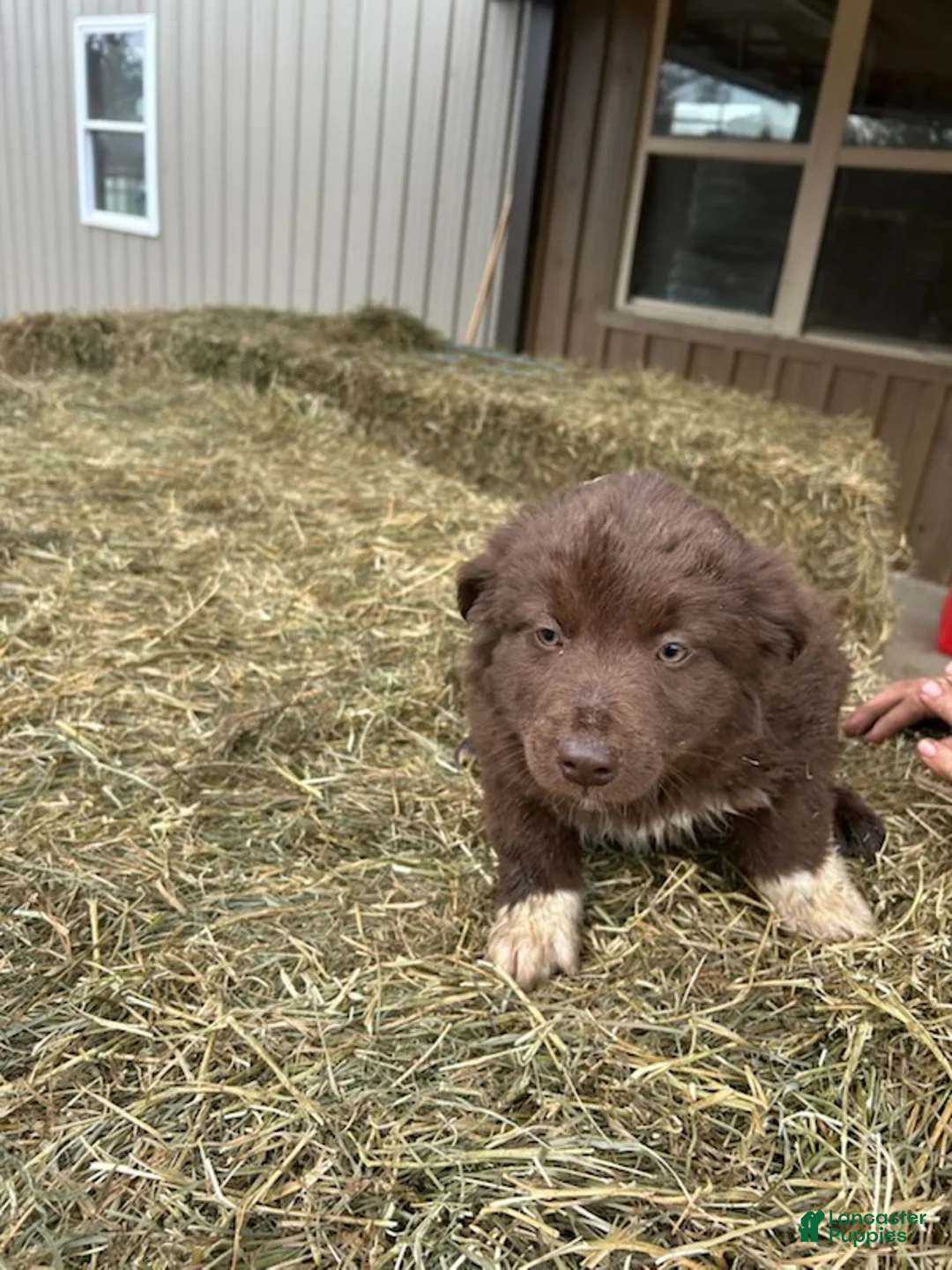 Australian Shepherd dogs for sale: Chocolate - Ad 3