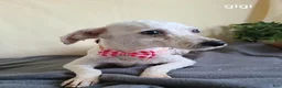 Bichpoo dogs for sale: Pluto - Ad 8
