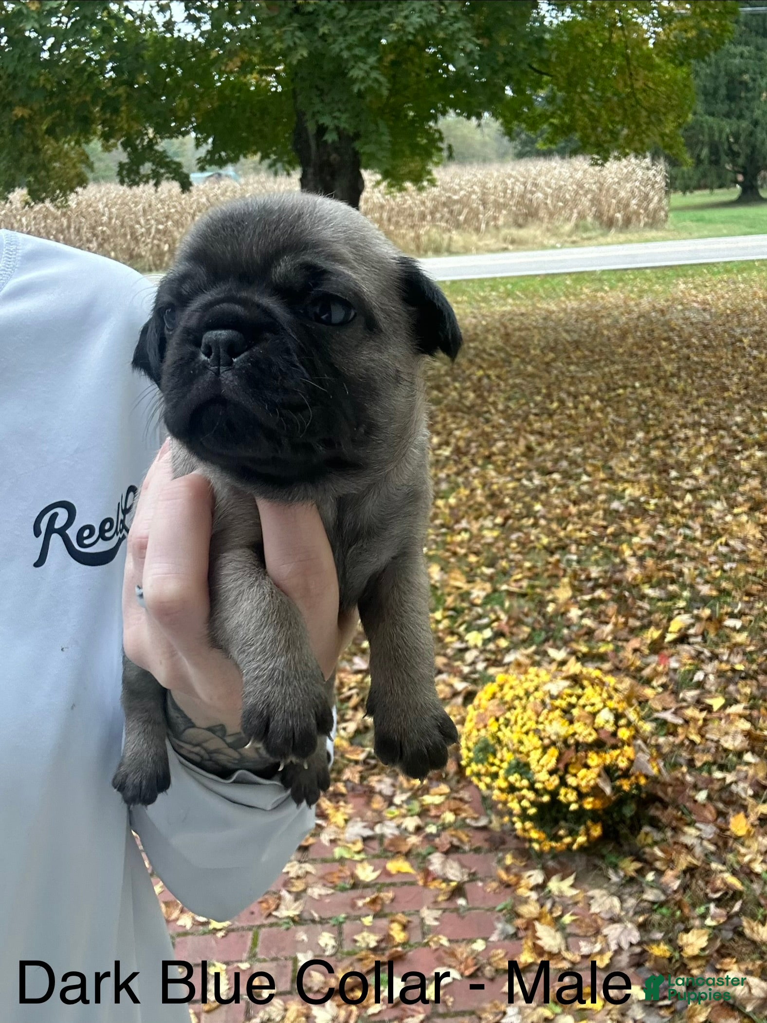 Pug dogs for sale: Dark Blue Male - Ad 25