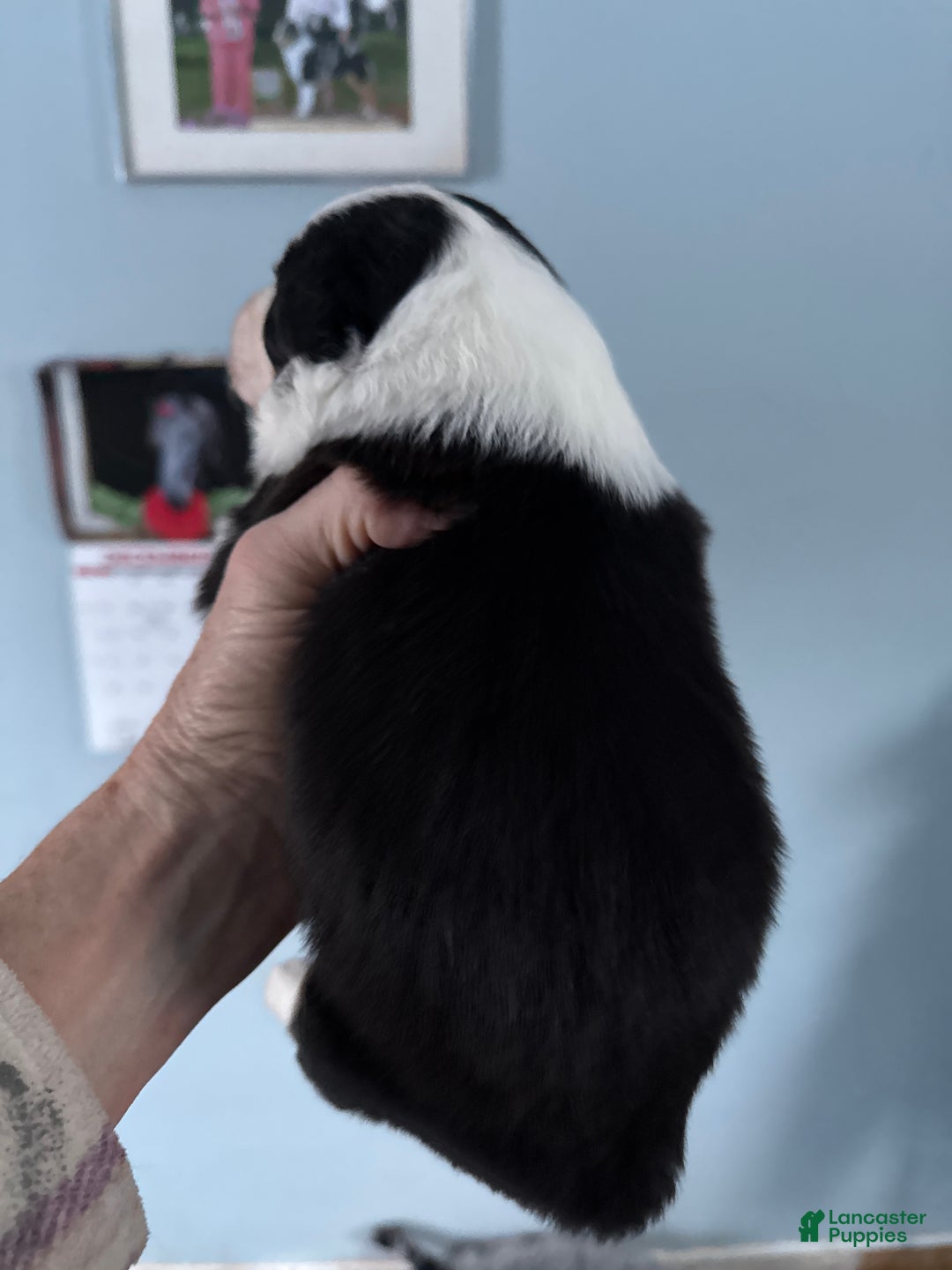 Australian Shepherd dogs for sale: Australian Shepherd Puppy 5 - Ad 3