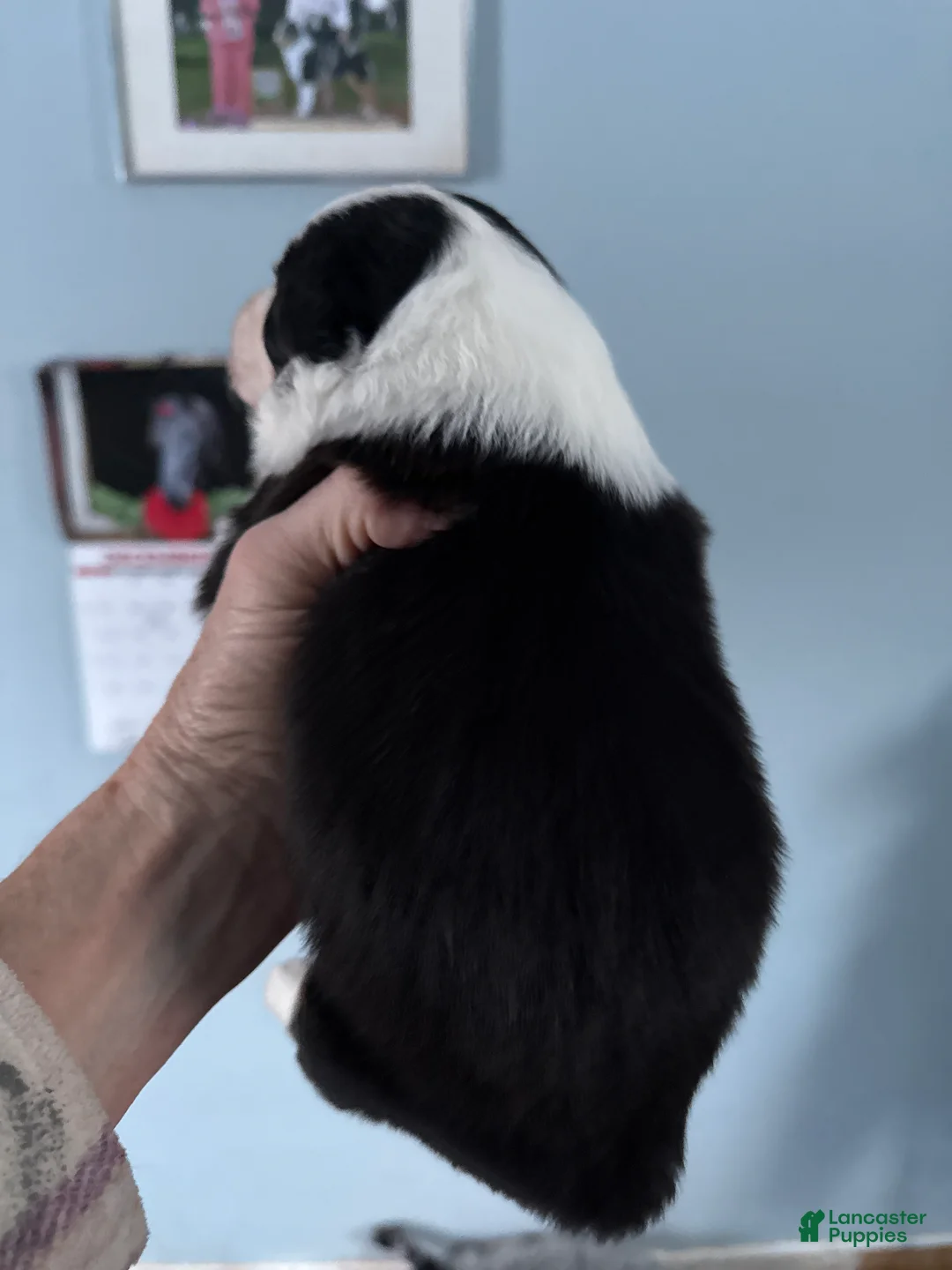 Australian Shepherd dogs for sale: Australian Shepherd Puppy 5 - Ad 5