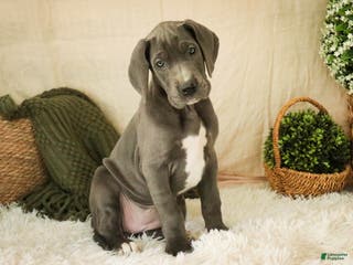 Great Dane dogs Clarabel - Ad 16