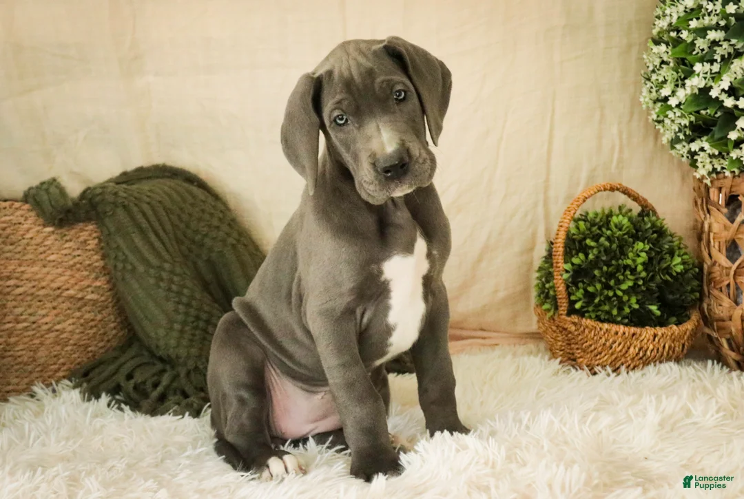 Great Dane dogs for sale: Clarabel - Ad 1