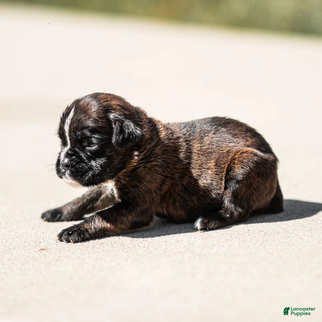 Boxer dogs for sale: Larry Boxer Puppy  - Ad 4