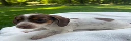 Miniature Dachshund dogs for sale: Maggie - Ad 6