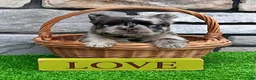 French Bulldog dogs for sale: Turbo - Ad 1