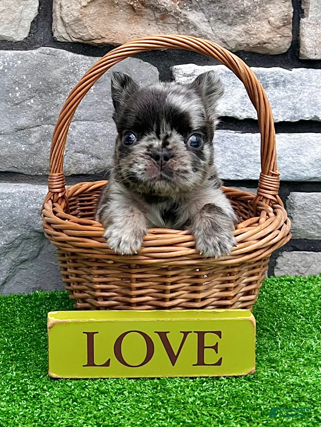 French Bulldog dogs for sale: Turbo - Ad 1