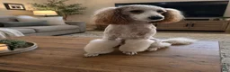 Toy Poodle dogs for sale: Stella - Ad 9