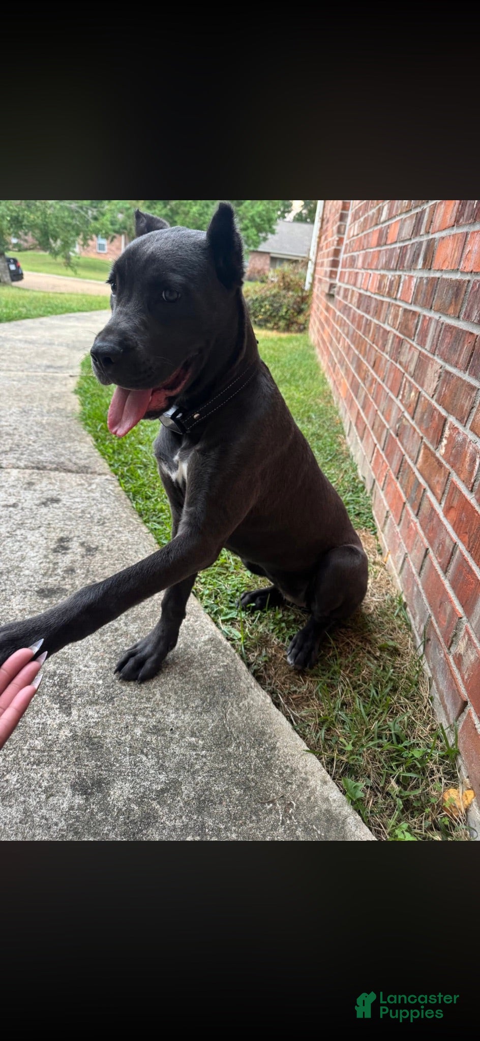 Cane Corso dogs Ares - Ad 1