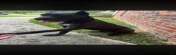 Cane Corso dogs for sale: Ares - Ad 1
