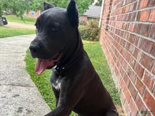Cane Corso dogs Ares - Ad 20
