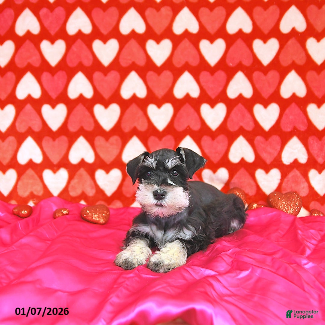 Miniature Schnauzer dogs for sale: Brad  - Ad 2