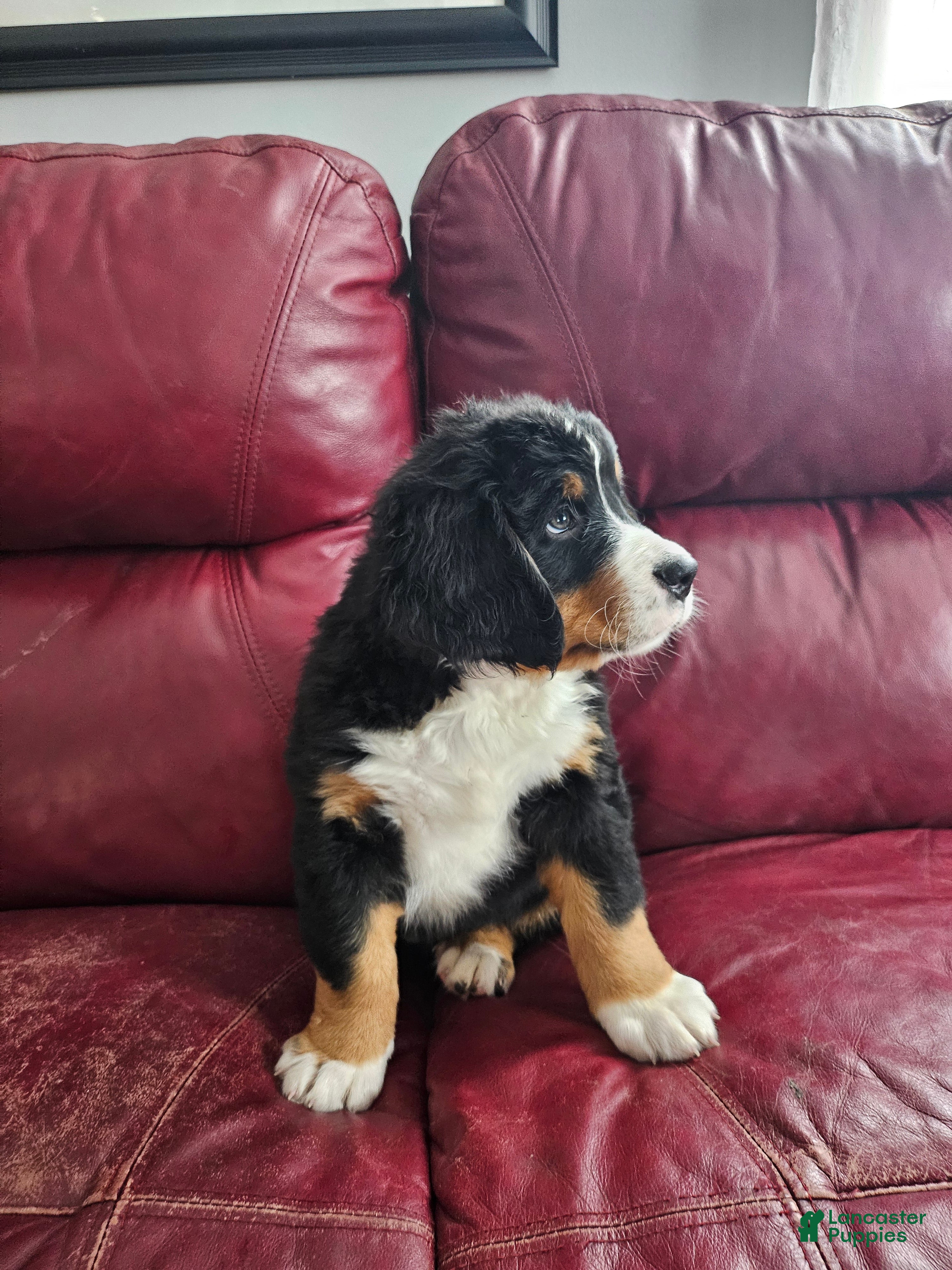 Bernese Mountain Dog dogs for sale: Bernese Mountain Dog Puppy 1 - Ad 1