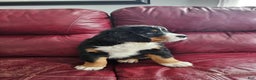 Bernese Mountain Dog dogs for sale: Bernese Mountain Dog Puppy 1 - Ad 1