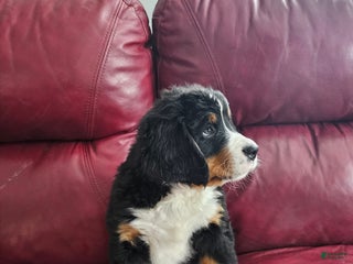 Bernese Mountain Dog dogs Bernese Mountain Dog Puppy 1 - Ad 18