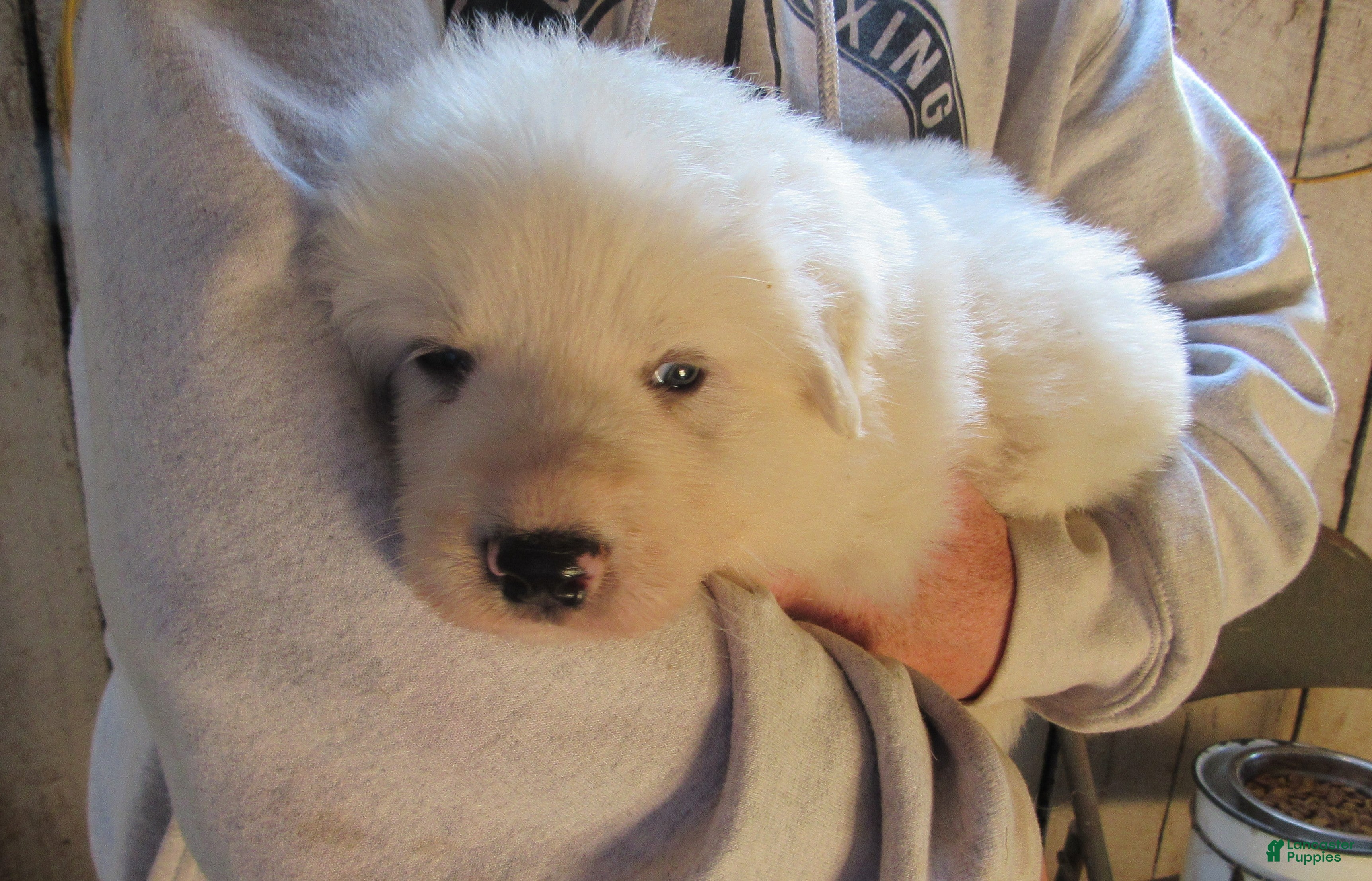 Great Pyrenees dogs Red collar all white Male Great Pyrenees Puppy  - Ad 1