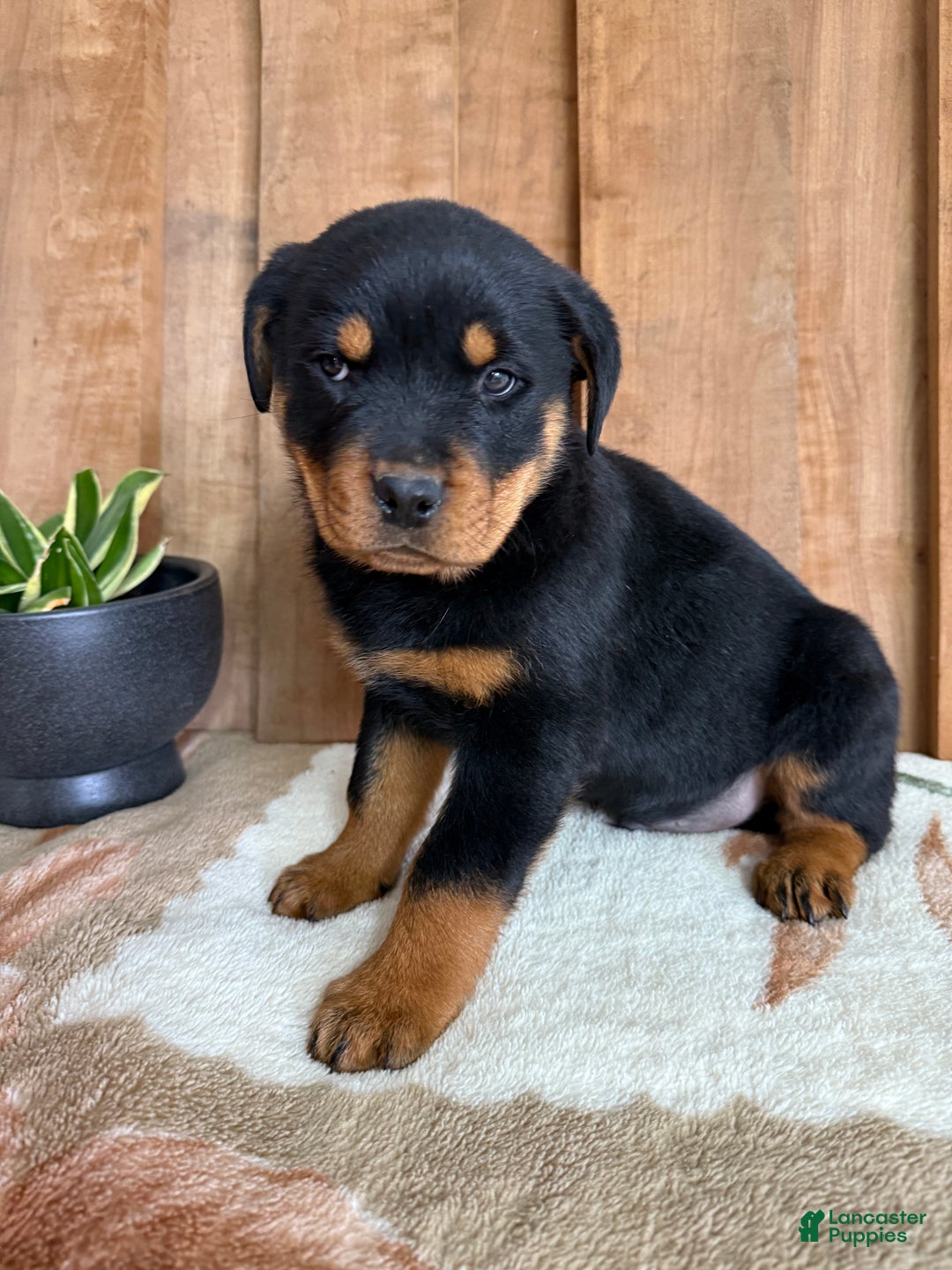 Rottweiler dogs for sale: Logan - Ad 9