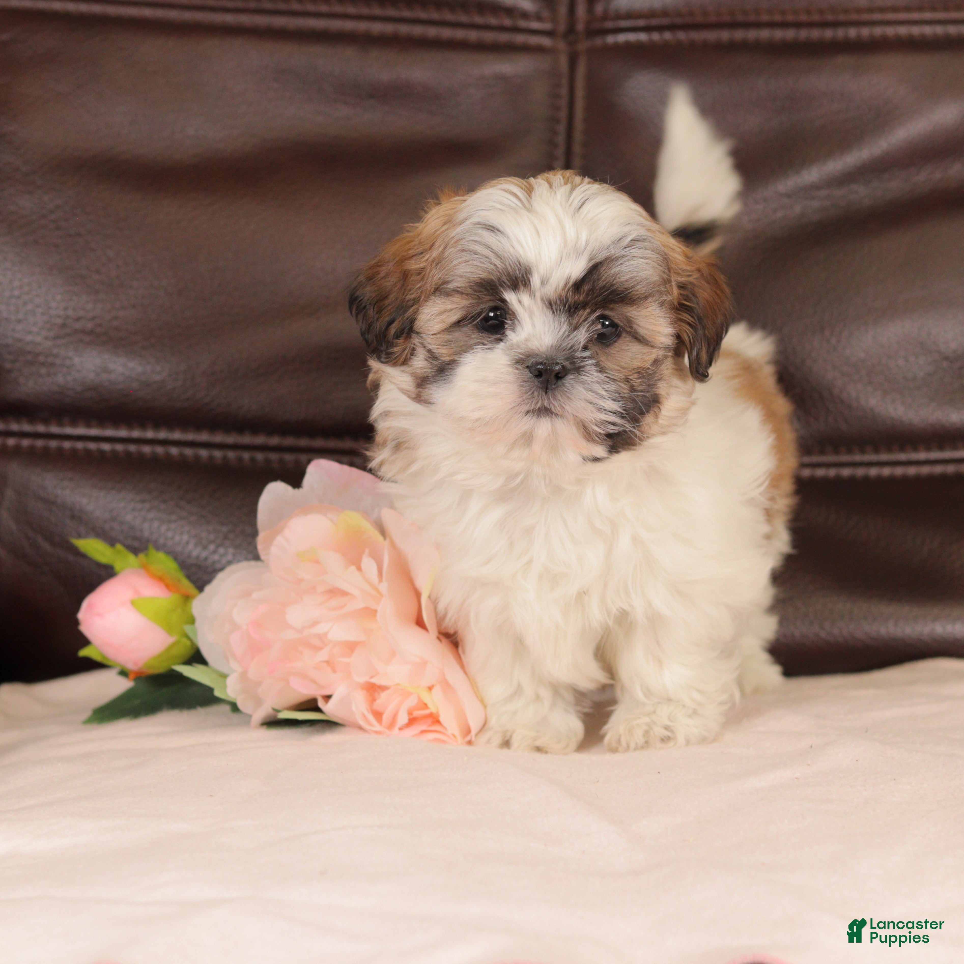 Mixed Breed dogs Jazzy - Ad 37