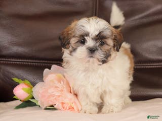 Mixed Breed dogs Jazzy - Ad 31