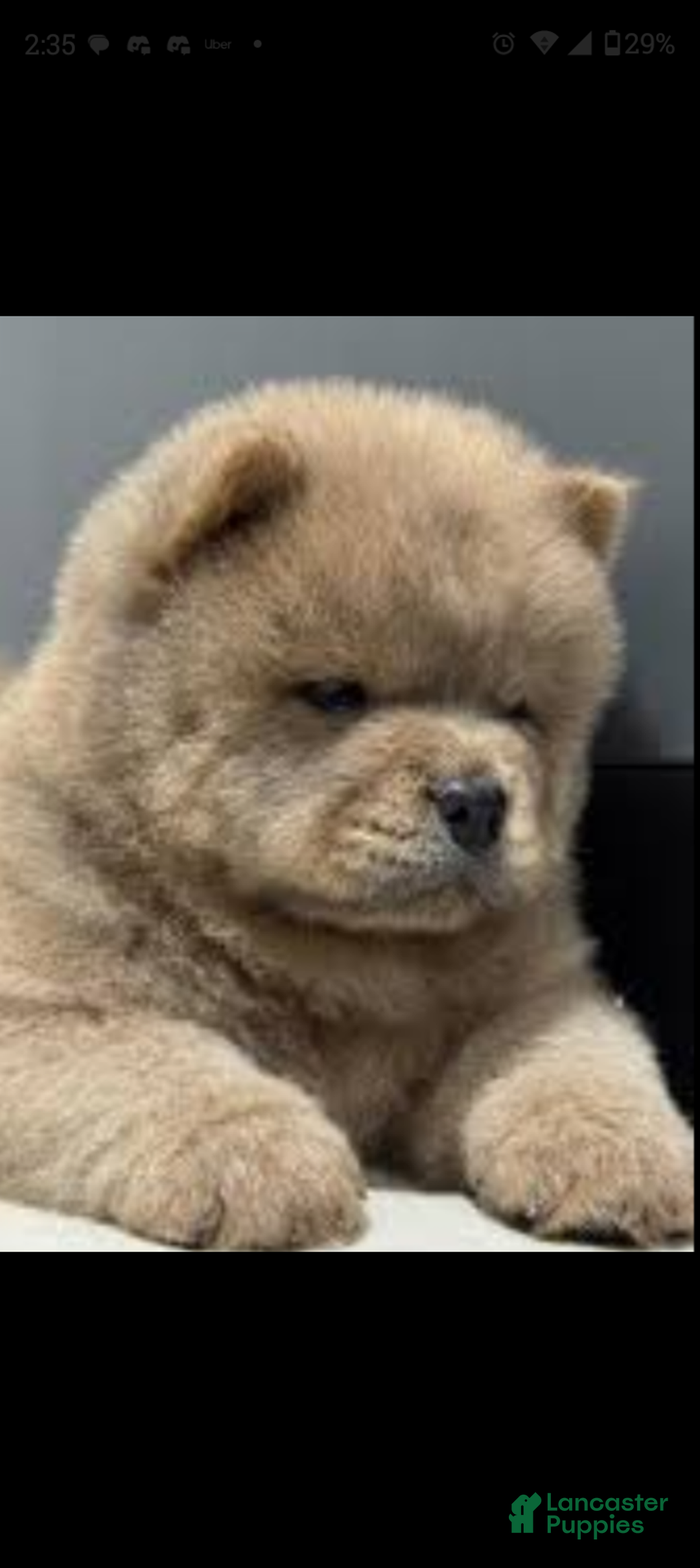 Chow Chow dogs for sale: Elsa - Ad 1
