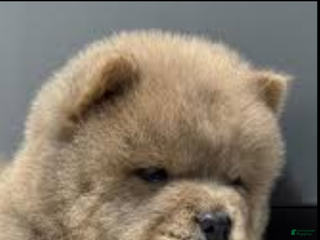 Chow Chow dogs Elsa - Ad 2