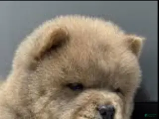 Chow Chow dogs Elsa - Ad 2