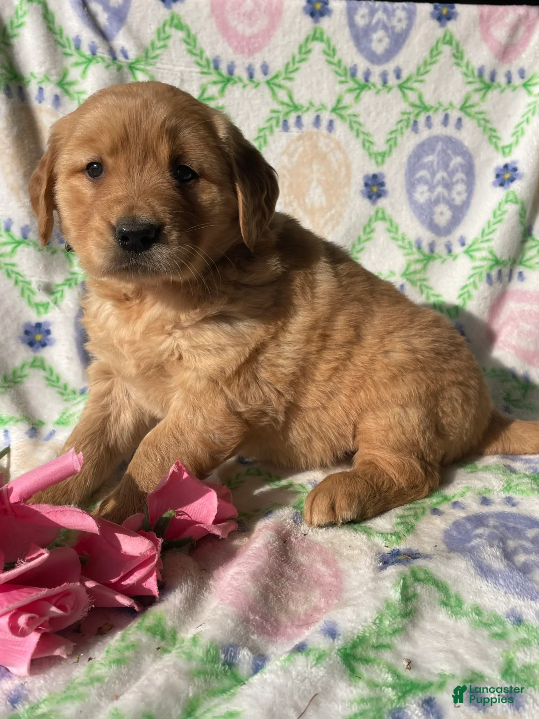 Golden Retriever dogs for sale: Buddy - Ad 1