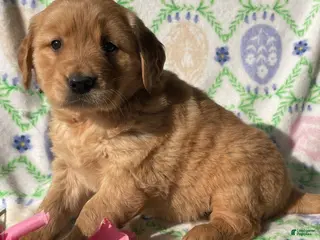 Golden Retriever dogs Buddy - Ad 20