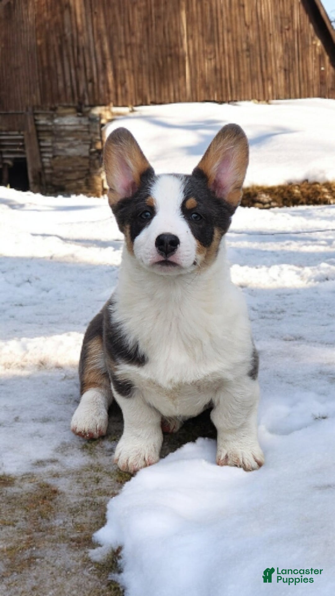 Welsh Corgi Pembroke dogs for sale: Arnie Bluie - Ad 3