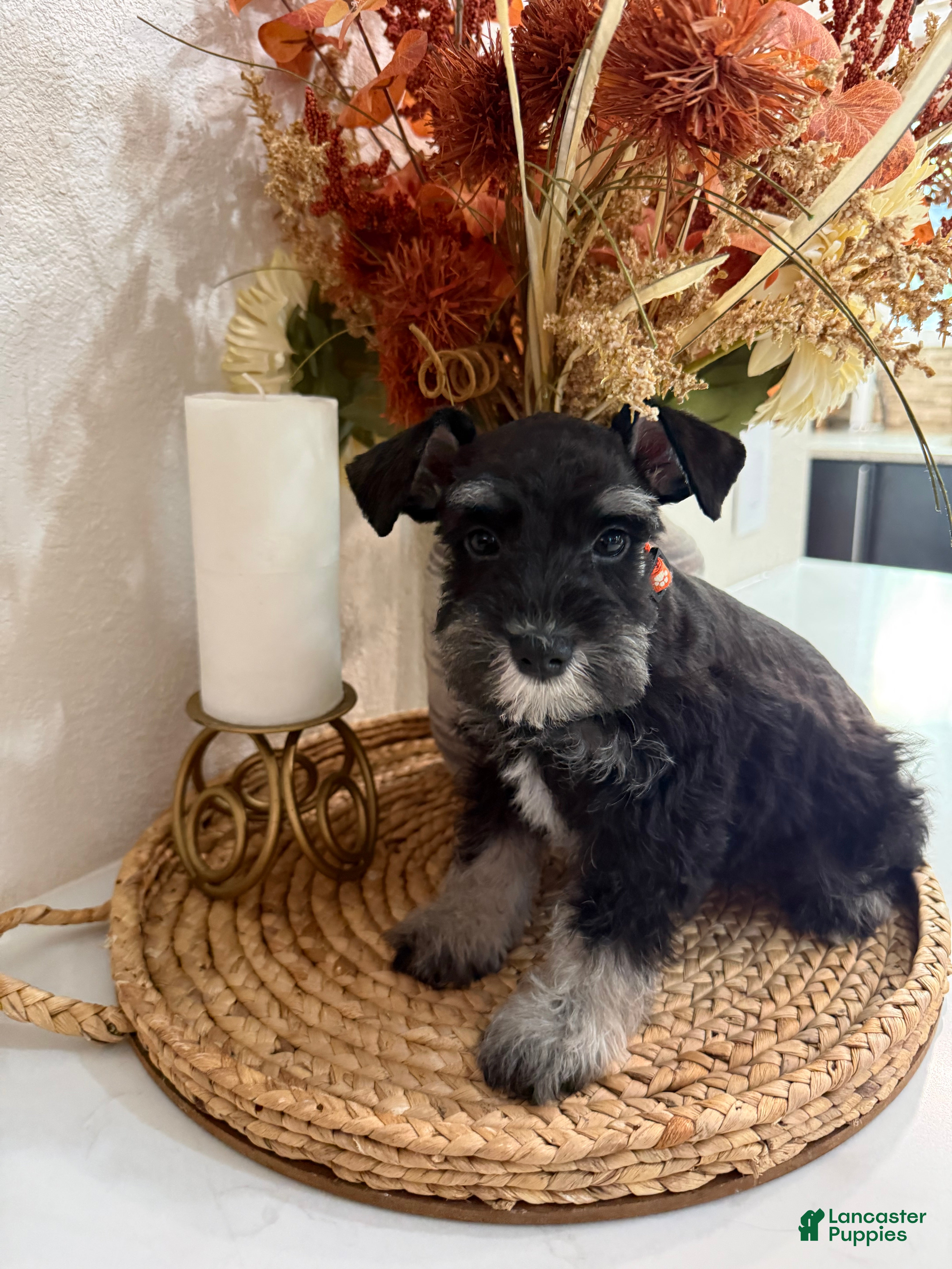 Peach (Miniature Schnauzer, Female) in Rolla, MO