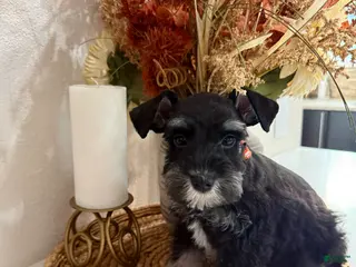Miniature Schnauzer dogs Peach - Ad 6