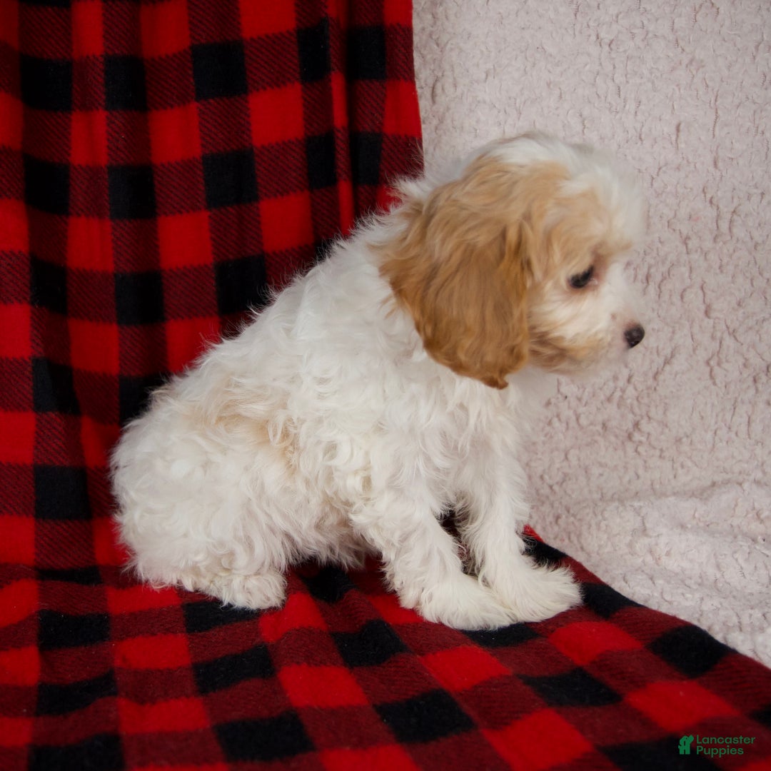 Cavapoo dogs for sale: Penny - Ad 3