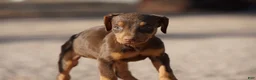 Doberman Pinscher dogs for sale: Sara F 1 - Ad 4