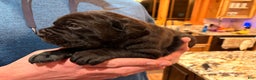 Cane Corso dogs for sale: Blue boy - Ad 4
