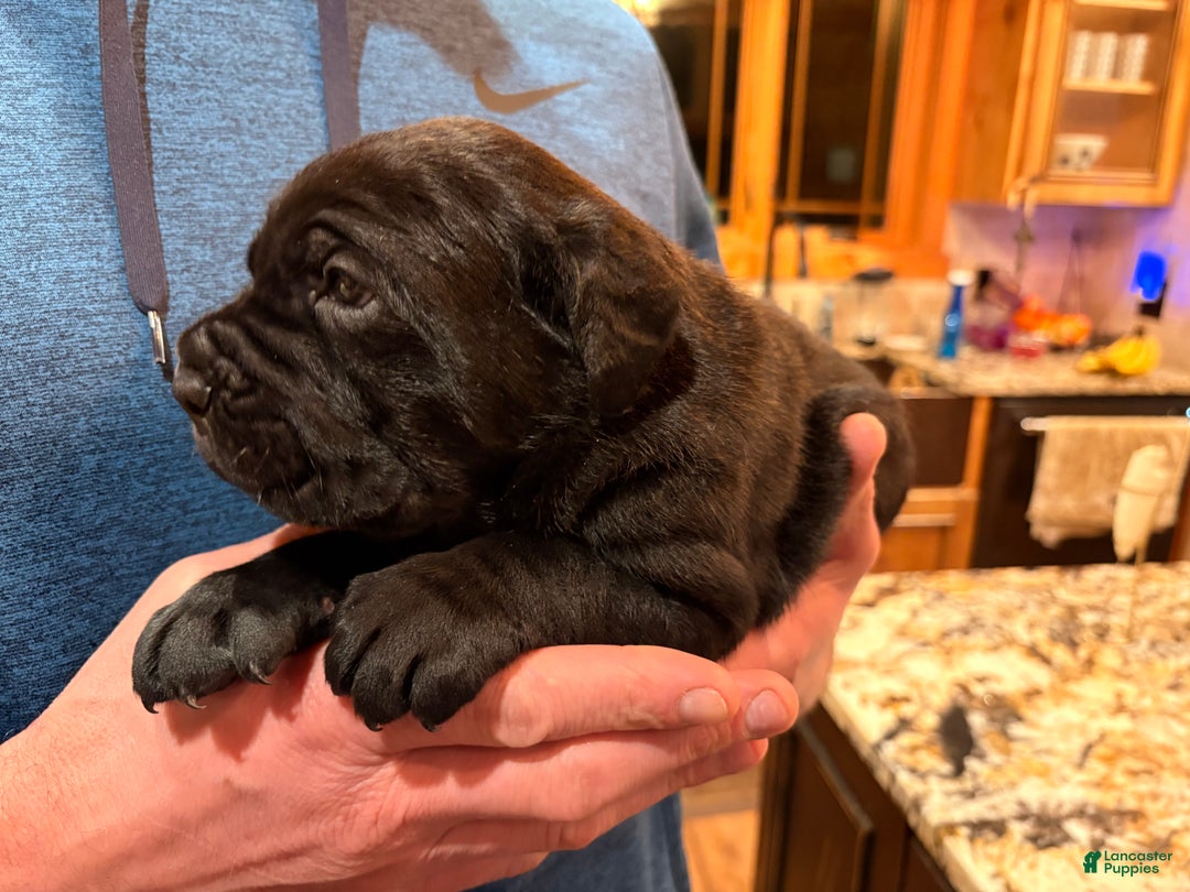 Cane Corso dogs for sale: Blue boy - Ad 4